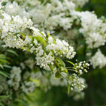 Deutzia gracilis