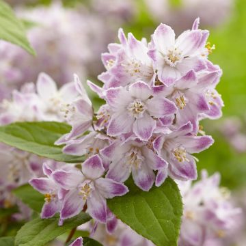 Deutzia Raspberry Sundae