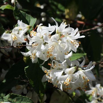 Deutzia x magnifica 