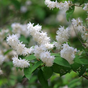 Deutzia x magnifica 