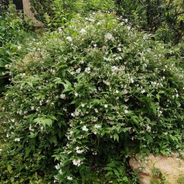 Deutzia rosea Campanulata