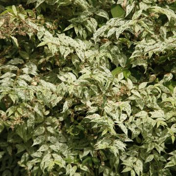 Deutzia scabra 'Punctata'