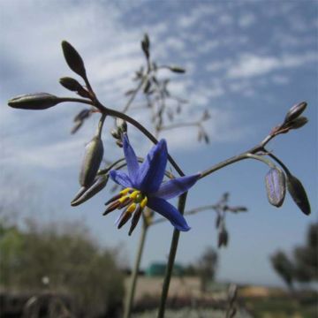 Dianella revoluta Little Rev