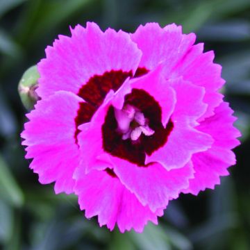 Dianthus Evening Star