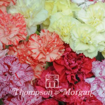 Florists Carnation Giant Chabaud Mixed Seeds - Dianthus caryophyllus