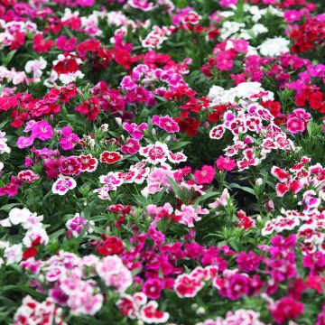 Dianthus barbatus Indian Carpet Mixed