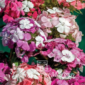 Dianthus Kaleidoscope Mixed