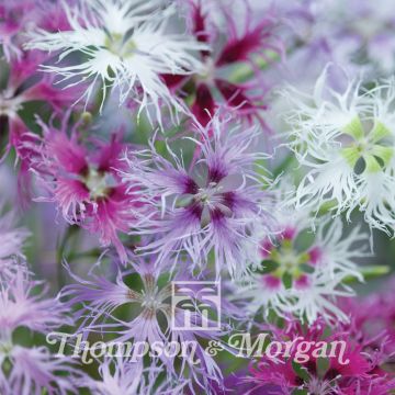 Dianthus Rainbow Loveliness Improved Mixed - Garden Pink seeds