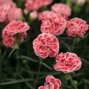 Dianthus plumarius Coral Reef