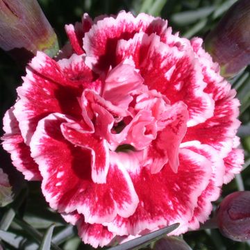 Dianthus plumarius Scent First Sugar Plum