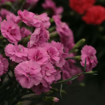 Dianthus plumarius Scent First Tickled Pink