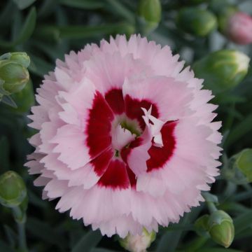 Dianthus plumarius Scent First Raspberry Sundae