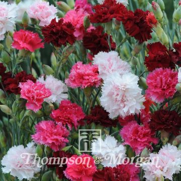 Feathered Pink Sonata Seed Mix - Dianthus plumarius