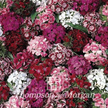 Dianthus barbatus  Summer Sundae - Sweet William Seeds