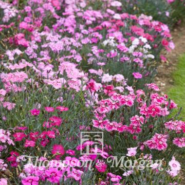 Dwarf Feathered Pink Sweetness Mixed Seeds - Dianthus plumarius