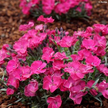 Dianthus Vivid Bright Light