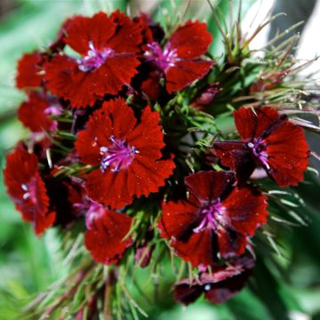 Dianthus barbatus Oeschberg