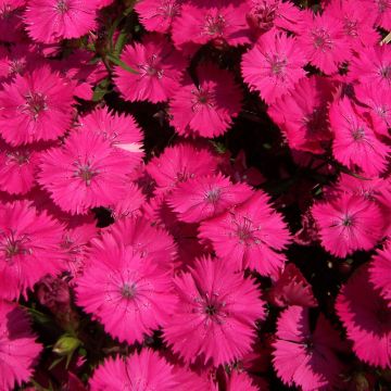 Dianthus barbatus Pink Beauty