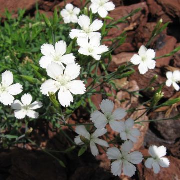 Dianthus deltoides Albiflorus