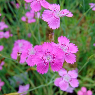 Dianthus deltoides Rosea - Oeillet des landes