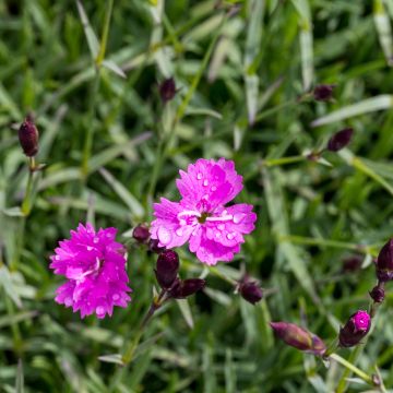 Dianthus gratianopolitanus Badenia