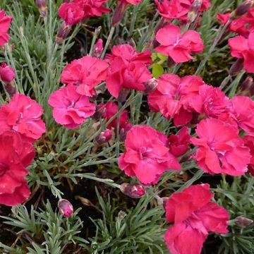 Dianthus gratianopolitanus Bombardier