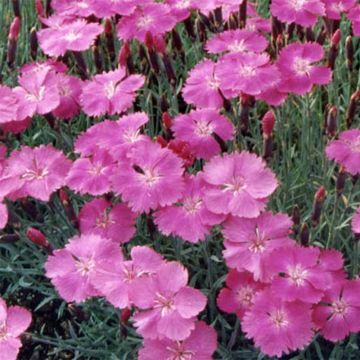 Dianthus gratianopolitanus Eydangeri