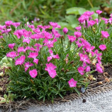 Dianthus gratianopolitanus Kahori Holkahori