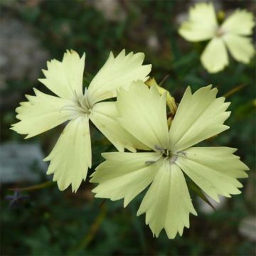 Dianthus knappii