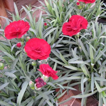 Dianthus plumarius Desmond