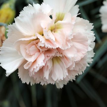 Dianthus plumarius Devon Cream