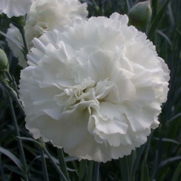 Dianthus plumarius Devon Dove