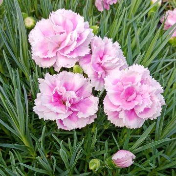 Dianthus plumarius Scent First Iced Gem