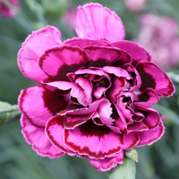 Dianthus plumarius Laced Monarch