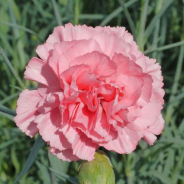 Dianthus plumarius Letitia Wyatt