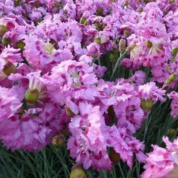 Dianthus plumarius Maggie