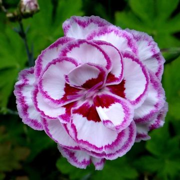 Dianthus plumarius Moulin Rouge