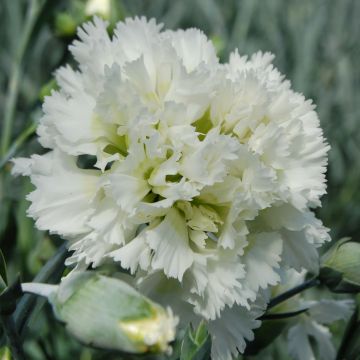 Dianthus plumarius Mrs Sinkins - Oeillet mignardise.