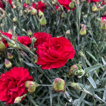 Dianthus plumarius Passion Hot Red