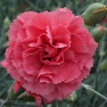 Dianthus plumarius Pretty Flamingo