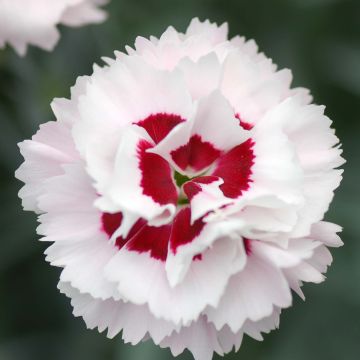 Dianthus plumarius Scent First Coconut Sundae