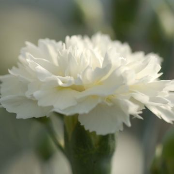 Dianthus plumarius Scent First Memories