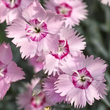 Dianthus spiculifolius