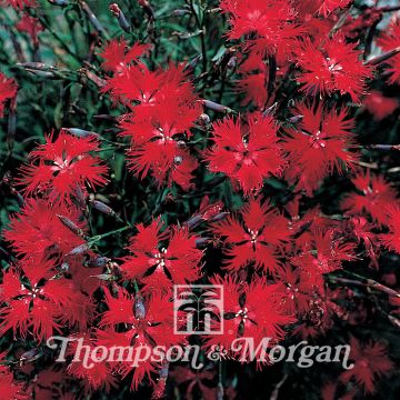 Superb Crimsonia Eye - Dianthus superbus seeds