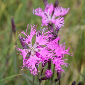 Dianthus superbus Primadonna, Oeillet