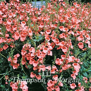 Seeds of Diascia barberae 'Apricot Queen' - Twinspur 'Apricot Queen'