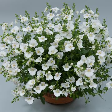 Diascia Breezee Plus White