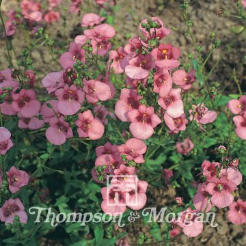 Graines de Diascia barberae Rose Queen - Diascie rose