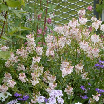 Diascia Sundascia 'Upright Rose Pink' - Pink Diascia