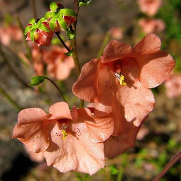 Diascia barberae Blackthorn Apricot - Diascie abricot